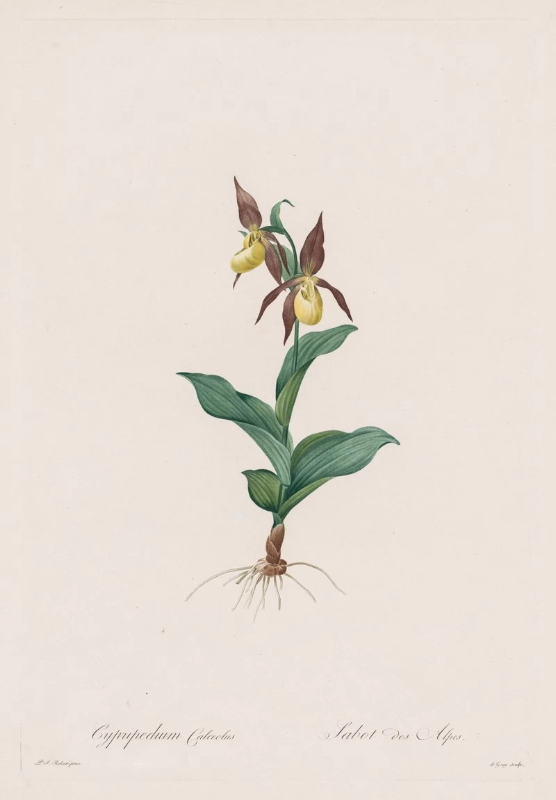 Cypripedium calceolus - Cleveland Museum of Art
